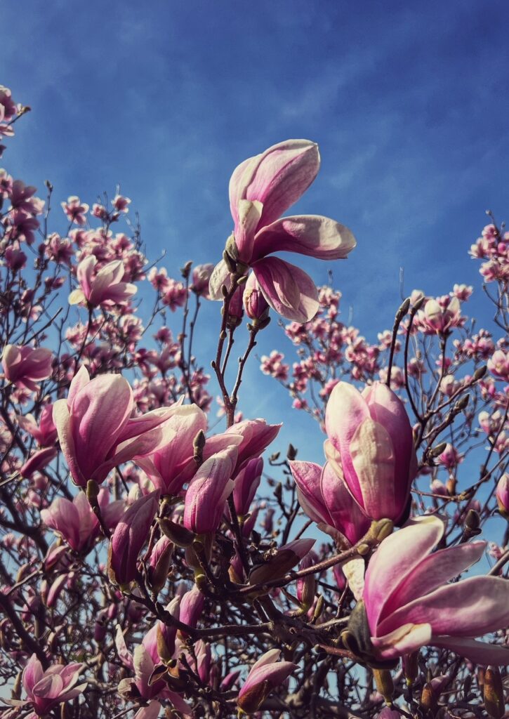 Copyright Franziska Zippel